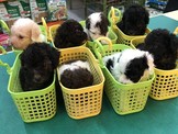 點選圖片可放大