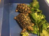 點選圖片可放大