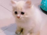 點選圖片可放大