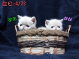 點選圖片可放大