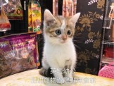 點選圖片可放大