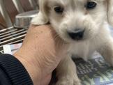 日系超優質奶油長毛臘腸弟弟來嚕 優美犬舍 買狗純種犬舍