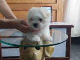甜美瑪爾濟斯幼犬出售!