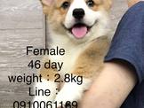 點選圖片可放大