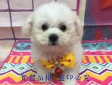 點選圖片可放大