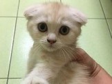 點選圖片可放大