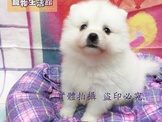 點選圖片可放大