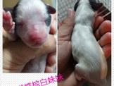 點選圖片可放大