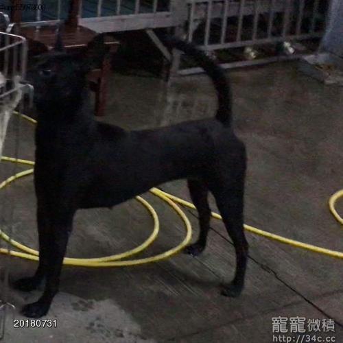 純種全黑舌台灣土狗送養 賣台灣土狗 寵寵微積手機版