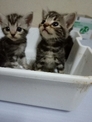 點選圖片可放大