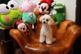 點選圖片可放大