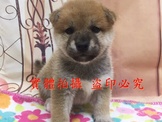 點選圖片可放大