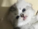 點選圖片可放大