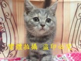 點選圖片可放大