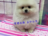 點選圖片可放大