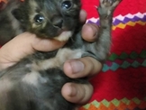 點選圖片可放大