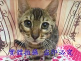 點選圖片可放大