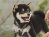 點選圖片可放大