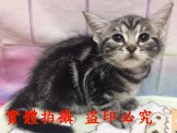 點選圖片可放大