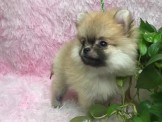 點選圖片可放大