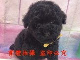 點選圖片可放大