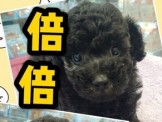 點選圖片可放大