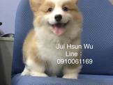 點選圖片可放大