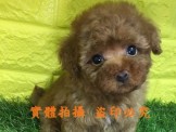 點選圖片可放大