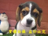 點選圖片可放大