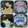 點選圖片可放大