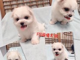 點選圖片可放大