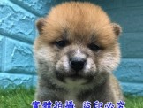 點選圖片可放大
