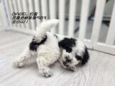點選圖片可放大