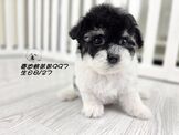 花貴賓:爆毛 大眼 泰迪熊 黑白花弟弟 幽靈花弟弟妹妹
