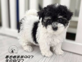 爆毛 大眼 泰迪熊 黑白花弟弟 幽靈花弟弟妹妹