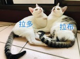 點選圖片可放大