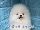 點選圖片可放大