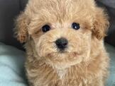 日系超優質奶油貴賓弟弟妹妹來嚕 優美犬舍 買狗純種專業犬舍）