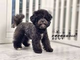點選圖片可放大