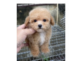 日系超優質奶油貴賓弟弟妹妹來嚕 優美犬舍 買狗純種專業犬舍）