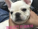 點選圖片可放大