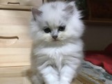 點選圖片可放大