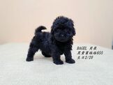 點選圖片可放大