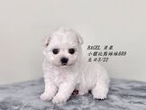 點選圖片可放大
