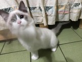 點選圖片可放大