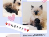 點選圖片可放大
