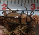 點選圖片可放大