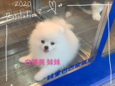 點選圖片可放大