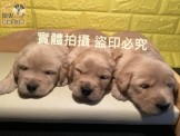 點選圖片可放大