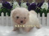 點選圖片可放大